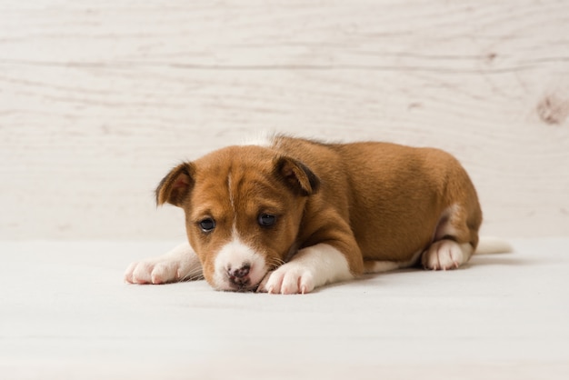 Chiot brun basenji mignon