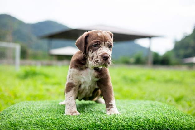 Photo chiot brun clair blanc graisse mignon sur la pelouse verte chiots de mastiff napolitain se mélangent avec du bandog