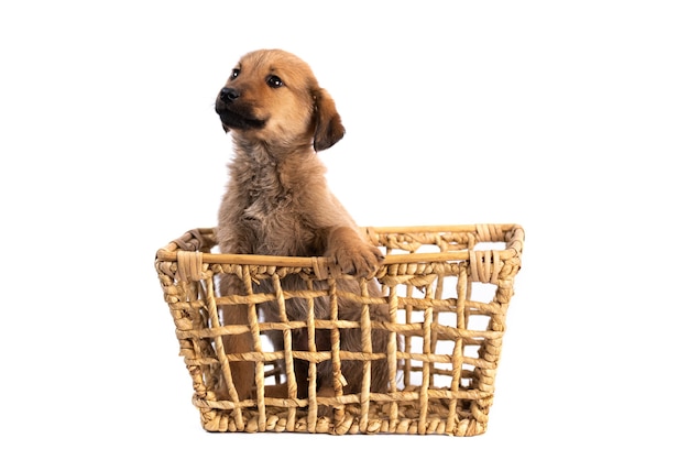 Chiot brun dans le panier isolé sur fond blanc