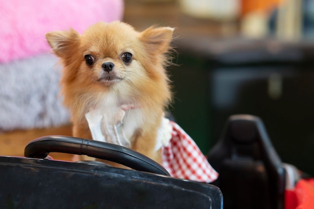 Chiot brun portant des animaux jupe rouge