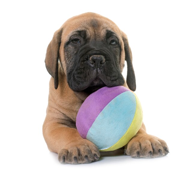 chiot bull mastiff jouer