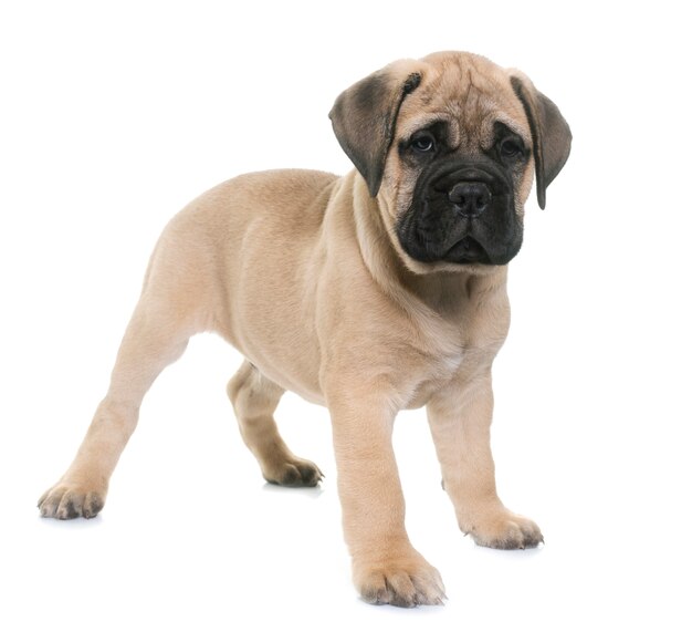 Photo chiot bull mastiff