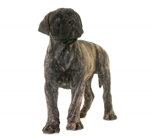 Photo chiot bull mastiff