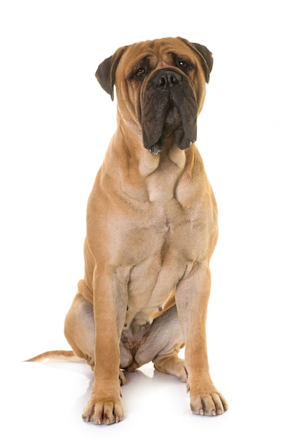 Photo chiot bull mastiff