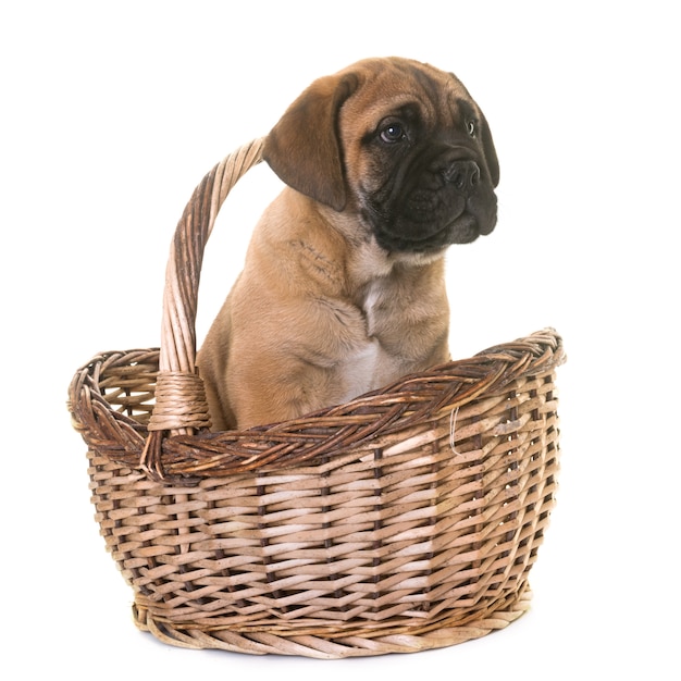 chiot bull mastiff