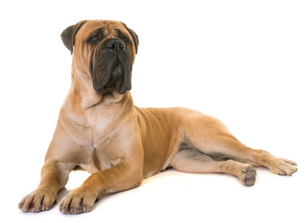 chiot bull mastiff