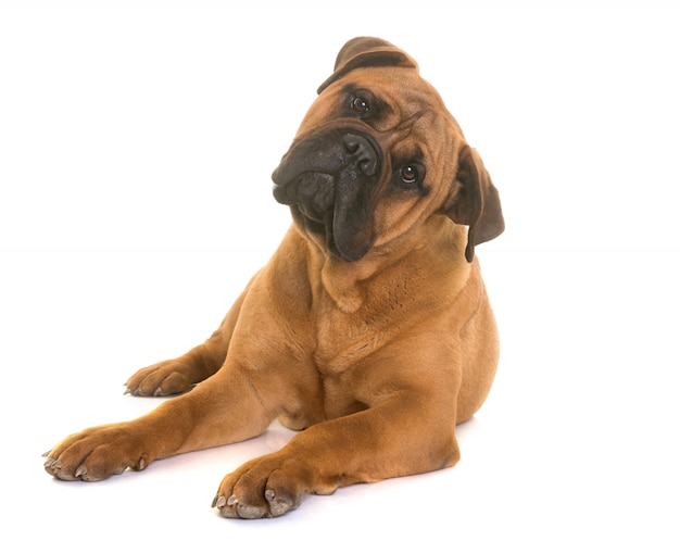 chiot bull mastiff