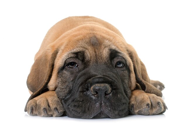 chiot bull mastiff