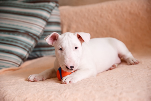 chiot bull terrier blanc assis sur le canapé