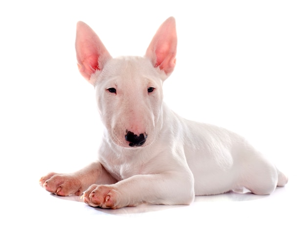 chiot bull terrier