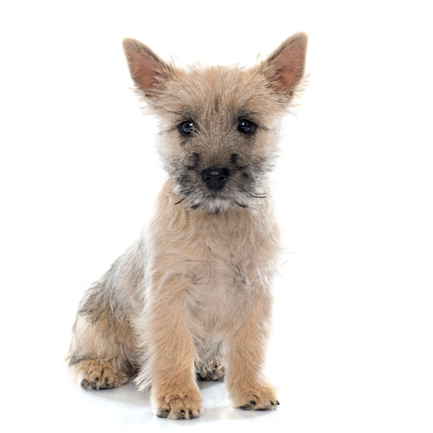 chiot cairn terrier