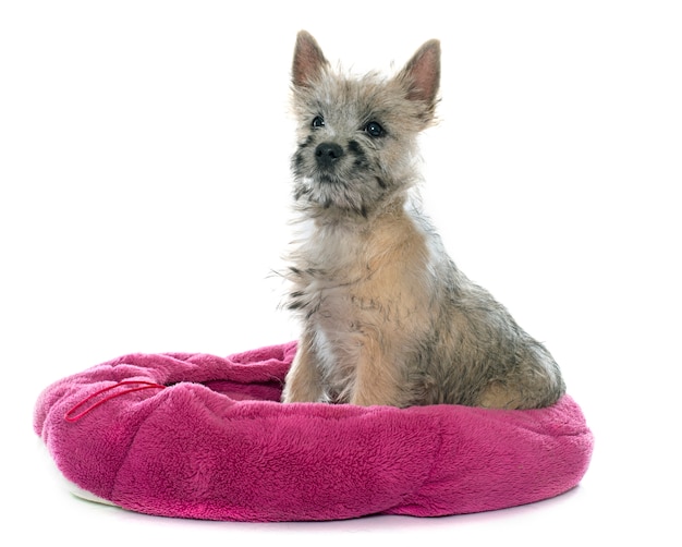 chiot cairn terrier