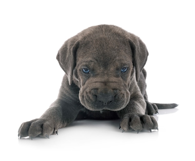 Chiot cane corso isolé sur fond blanc