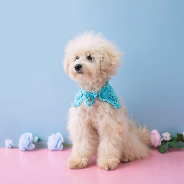 Photo un chiot de caniche blanc est assis sur un fond bleu avec un collier bleu