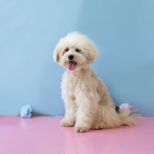 Photo un chiot de caniche de couleur blanche est assis sur un fond bleu avec sa langue en dehors