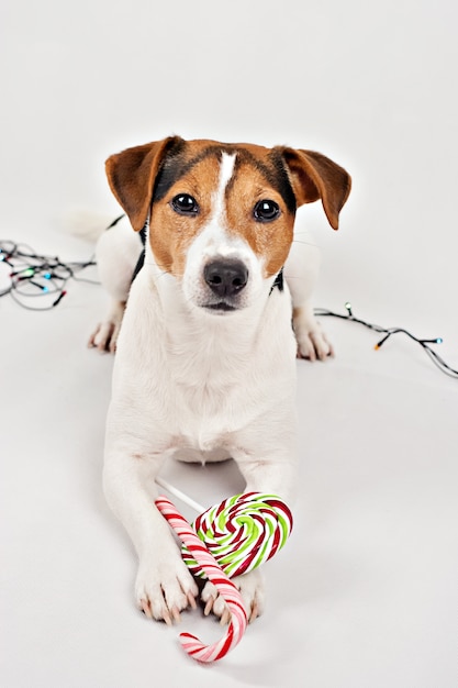 Chiot avec des cannes de bonbons de Noël colorés et sucette