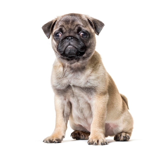 Chiot Carlin assis contre fond blanc