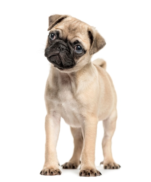 Chiot carlin, debout et à l'écart de la caméra