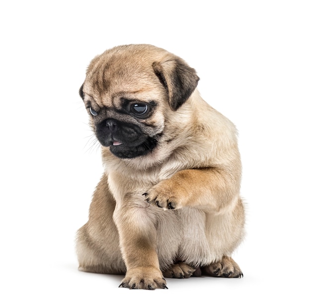 Chiot carlin jouant, isolé sur blanc