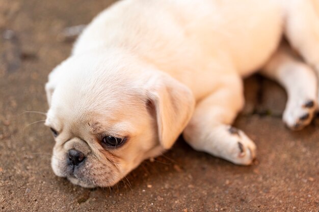 Chiot carlin mignon couché sur le sol en ciment