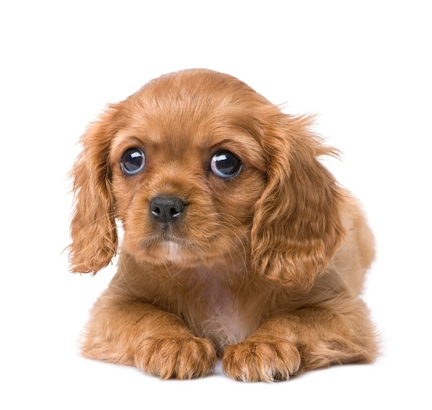 Chiot Cavalier King Charles avec 7 semaines. Portrait de chien isolé