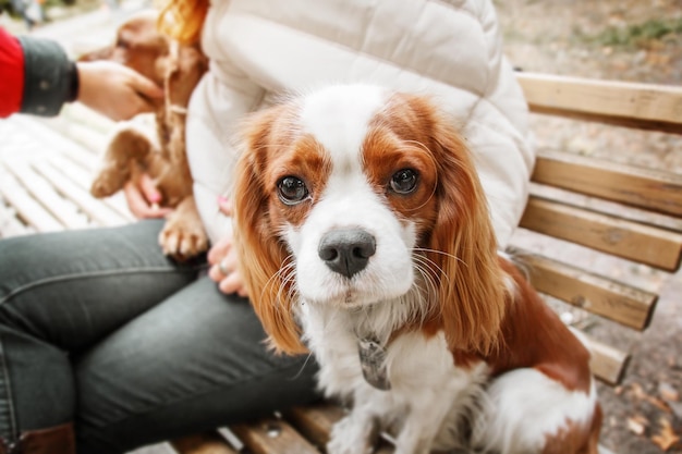 Chiot Cavalier King Charles Spaniel avec propriétaire. Tomber. L'automne.