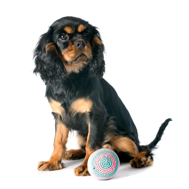 chiot cavalier king charles