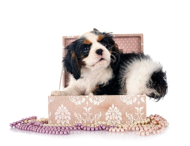 chiot cavalier king charles