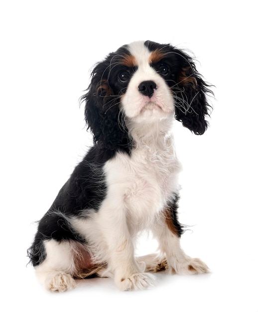 chiot cavalier king charles