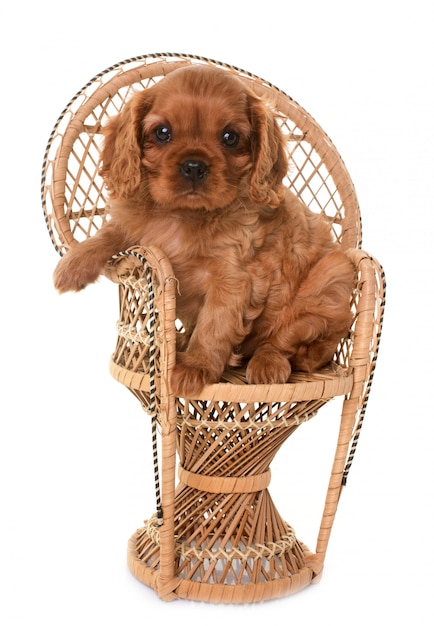 chiot cavalier king charles