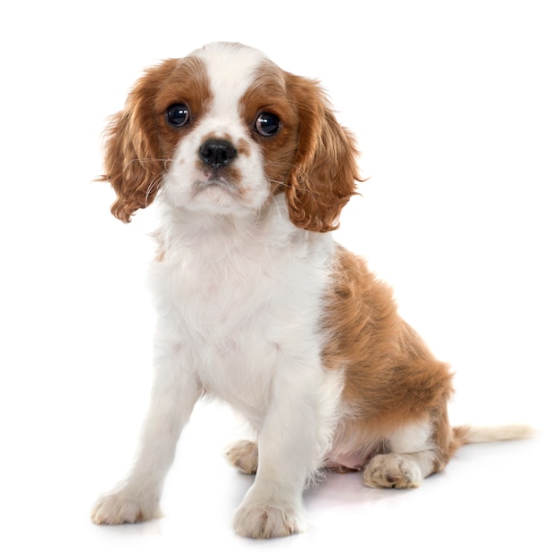 chiot cavalier king charles