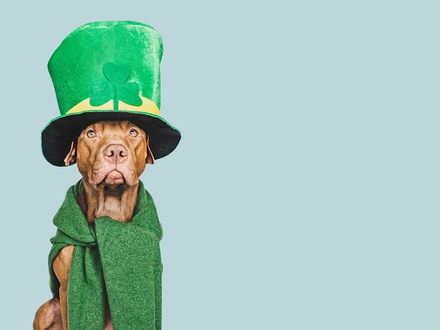 Chiot et un chapeau de lutin vert vif