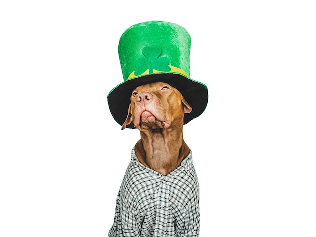 Chiot et un chapeau de lutin vert vif