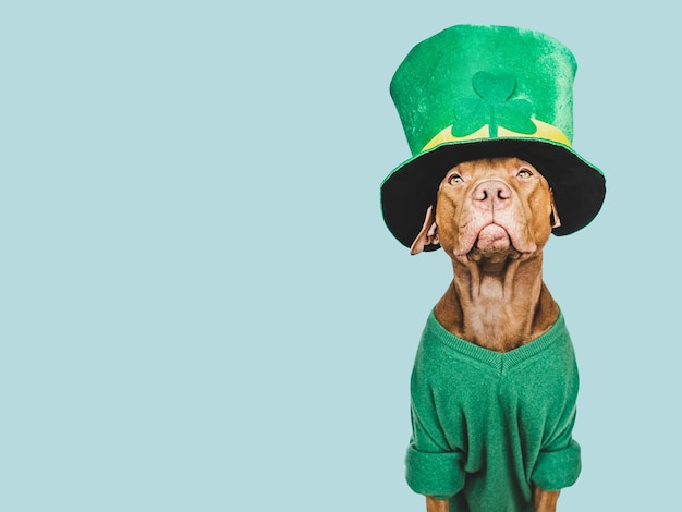 Chiot et un chapeau de lutin vert vif