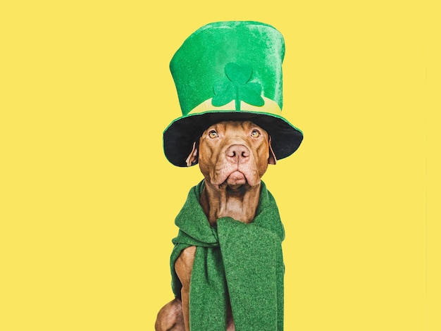 Chiot et un chapeau de lutin vert vif