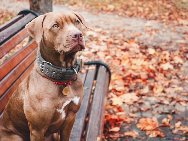 Chiot charmant de couleur brune. Gros plan, extérieur. Lumière du jour. Concept de soins, éducation, formation à l'obéissance, élevage d'animaux de compagnie