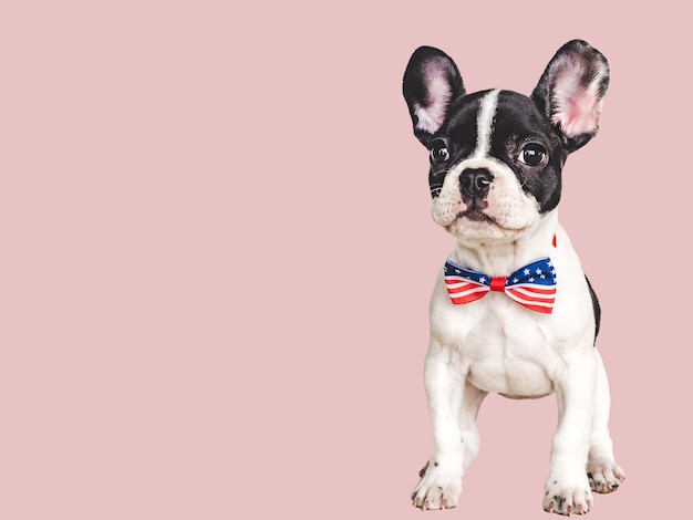 Chiot charmant et un nœud papillon aux couleurs du drapeau américain Gros plan à l'intérieur Fond isolé Prise de vue en studio Félicitations pour les proches de la famille amis et collègues Concept de soins pour animaux de compagnie