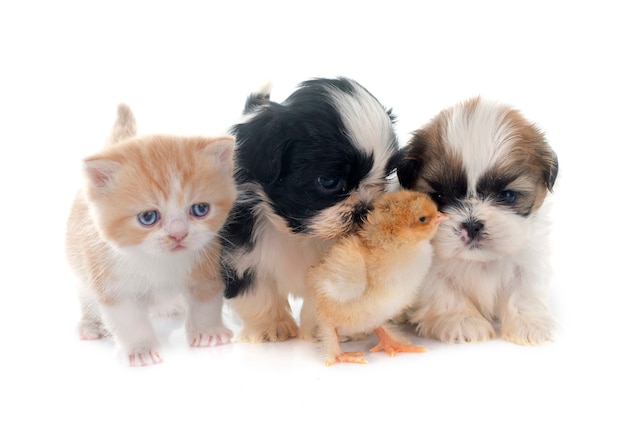 chiot, chaton et poussin