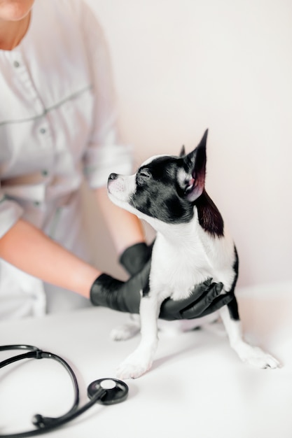 Chiot chez le vétérinaire, clinique vétérinaire