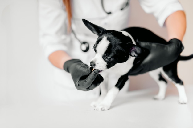 Chiot Chez Le Vétérinaire, Clinique Vétérinaire