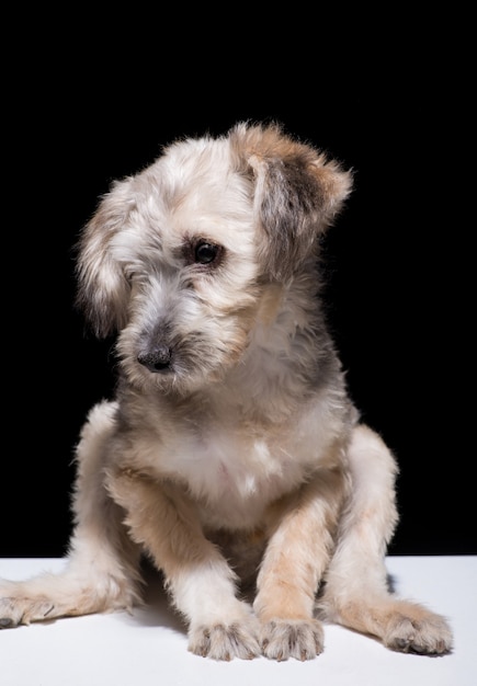 Un chiot chien bâtard sur fond noir. prise de vue en studio