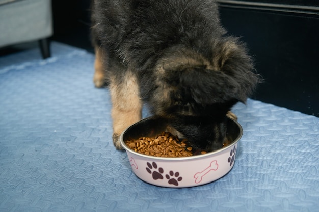 Chiot de chien de berger allemand mangeant de la nourriture de croquettes de chien dans un bol sur le sol