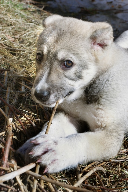 Chiot de chien de berger d'Asie centrale à mâcher sur un bâton