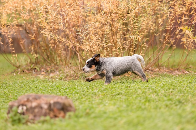 Photo chiot de chien de bétail australien en plein air. race de chien à talon bleu. chiots dans la cour