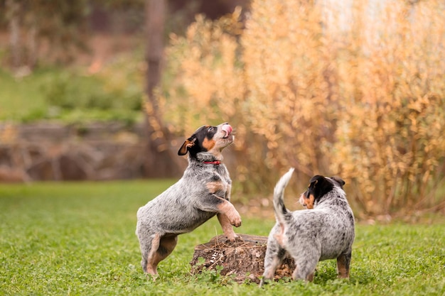 Chiot de chien de bétail australien en plein air. Race de chien à talon bleu. Chiots dans la cour