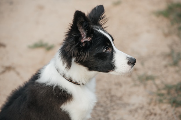 Chiot chien border collie noir et blanc dans le domaine