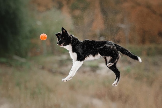 Chiot chien border collie s'exécutant sur le sable