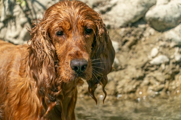 Chiot chien cocker jouant sur la plage