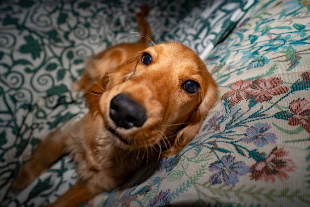 Chiot chien cocker se détendre et dormir sur un canapé