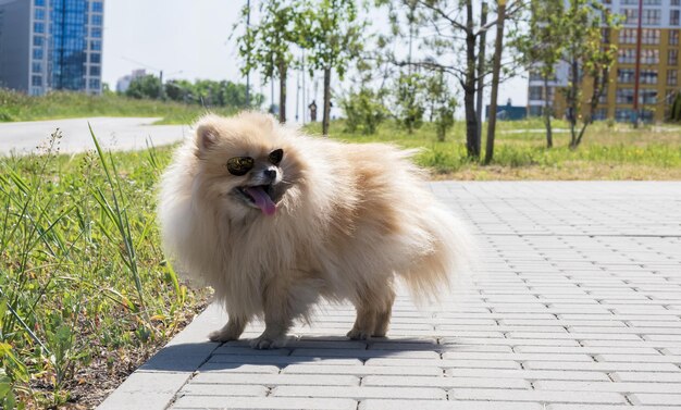 Chiot de chien de compagnie amusant souriant heureux et amusant courant près des fleurs d'été et à l'écoute